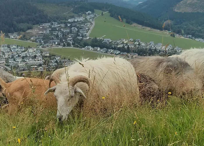 Daire Mohnwiese Und Blumenwiese *