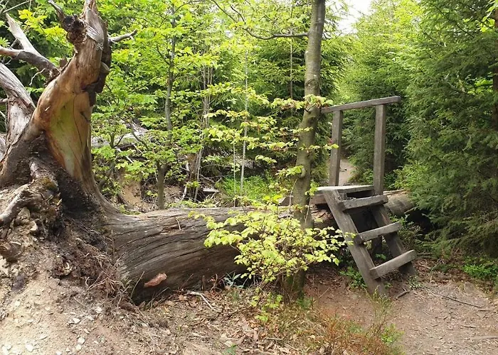 Mohnwiese Und Blumenwiese Daire *